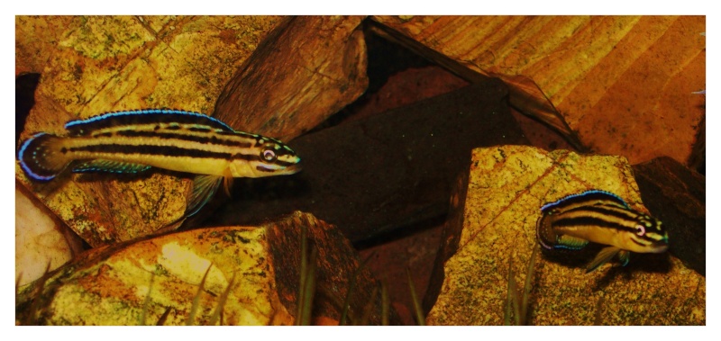 Julidochromis Regani "kipili" 100_1415