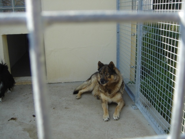 Fidji x ba-husky  refuge de Thierville adopté Fidji110