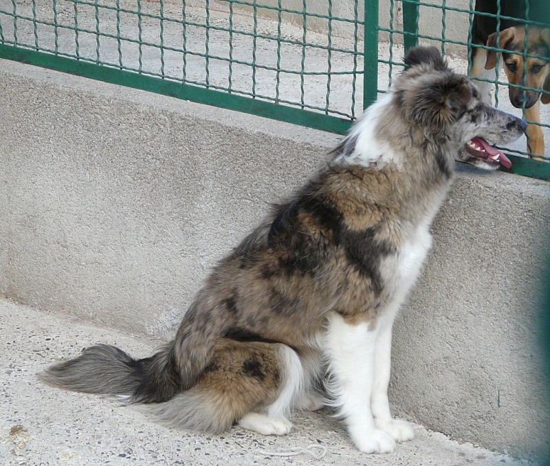 Zoubeir,chiot border collie merle de 5 mois P1190712