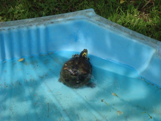 notre tortue d eau Photo_38