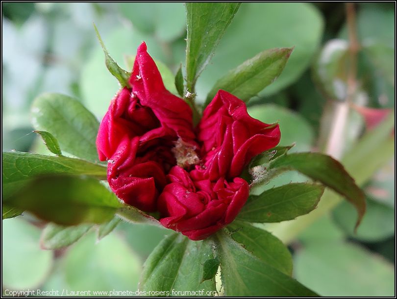 Rose de Rescht (France - vers 1800) Dsc00710