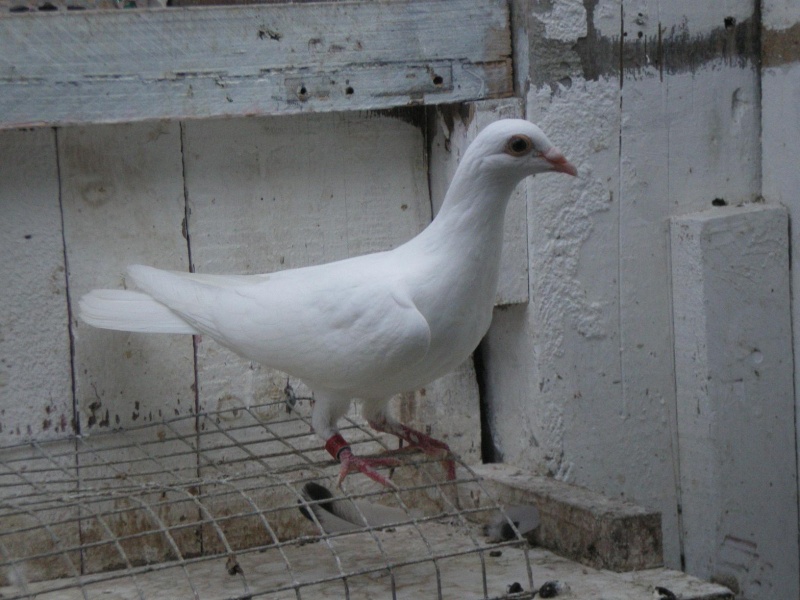 pigeons vitesse commine aussi pour les ceremonies Pigeon11