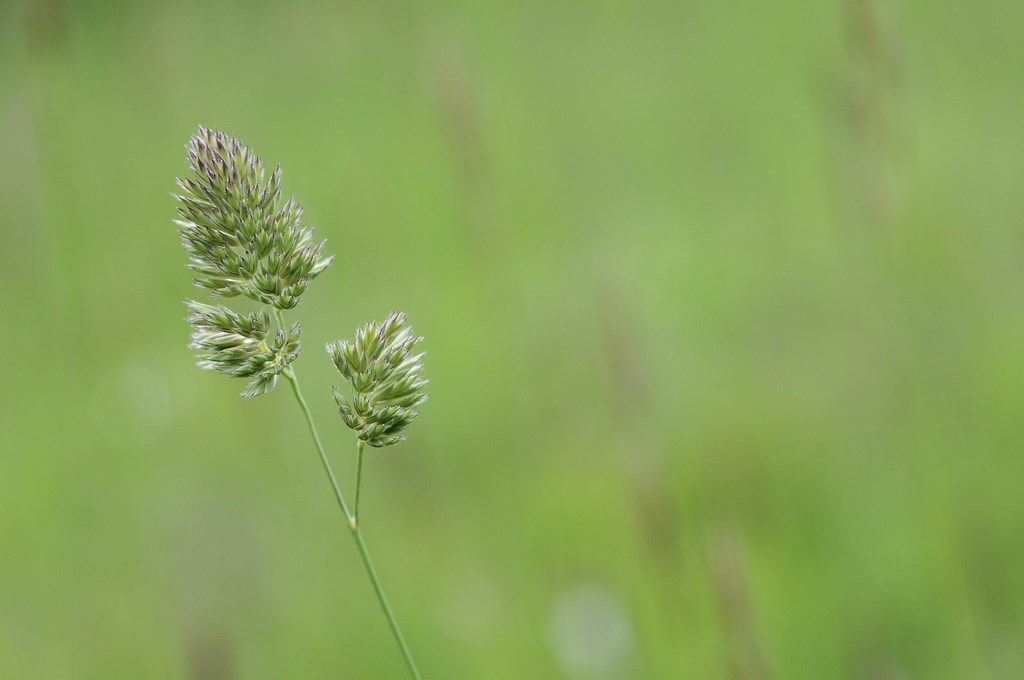 bonette macro le retour Dsd_2211