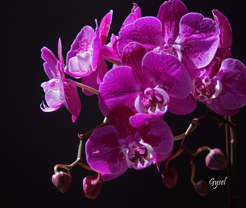 Mes bouquets de la fte des mres Orchid10