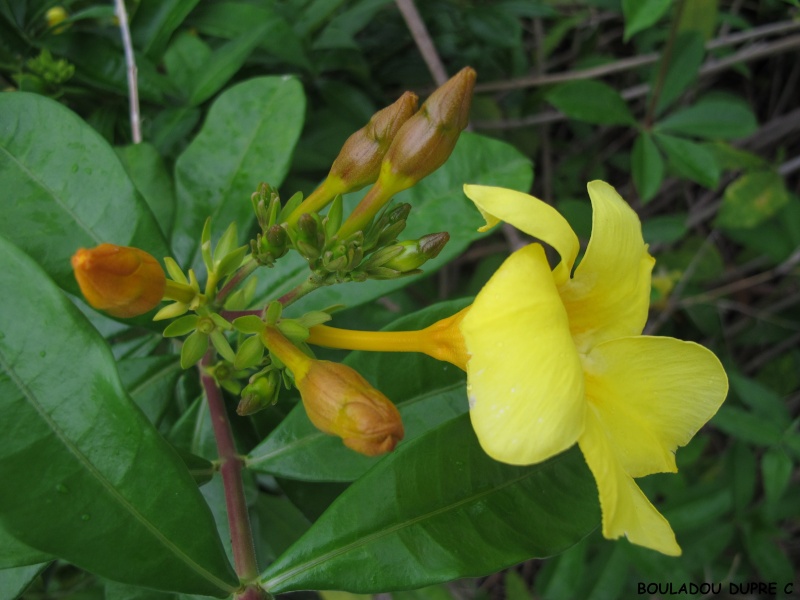 Allamanda cathartica Allama10