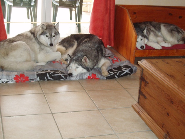 Cherche co-voiturage dpt 24 au dpt 45 pour 1 husky ( frais de route pris encharge )ANNULE       - Page 4 P5038111