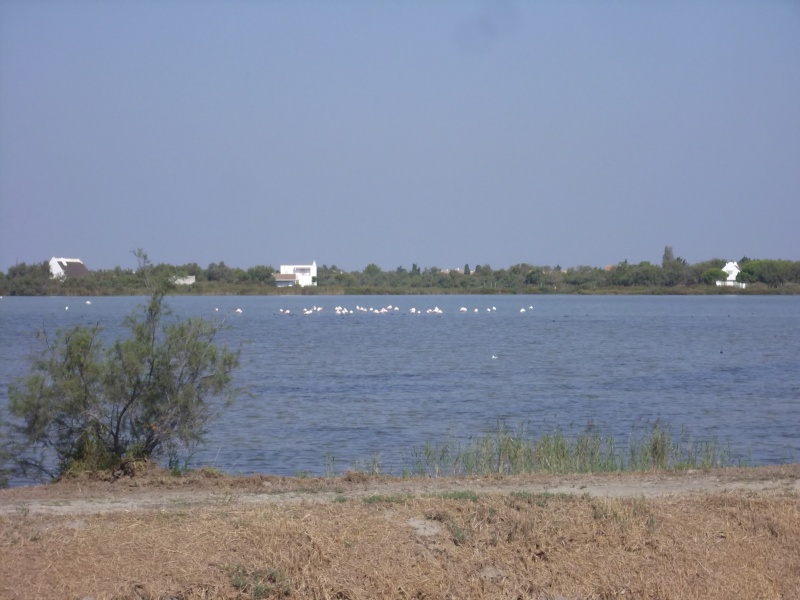 Camargue - Etang de Thau 27 , 28/9 2009 - Page 3 Dsci2010