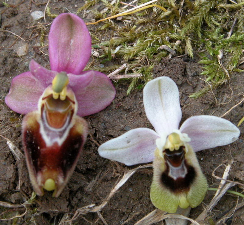 Ophrys tenthredinifera, villosa Kalamata Gr Copie_30