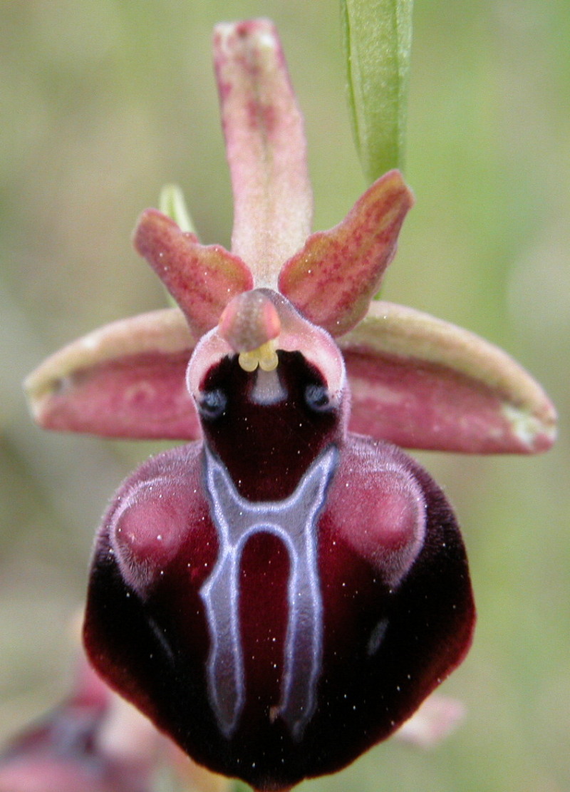 Ophrys mammosa ? Kalamata Grèce. Copie_37