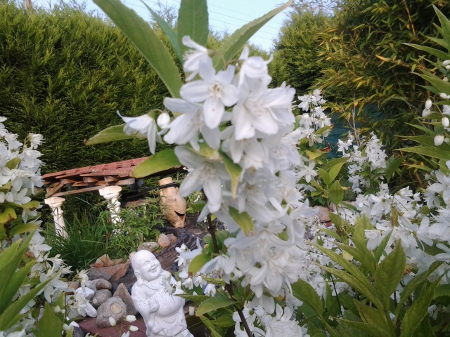 Philadelphus !!! - Page 2 20130635