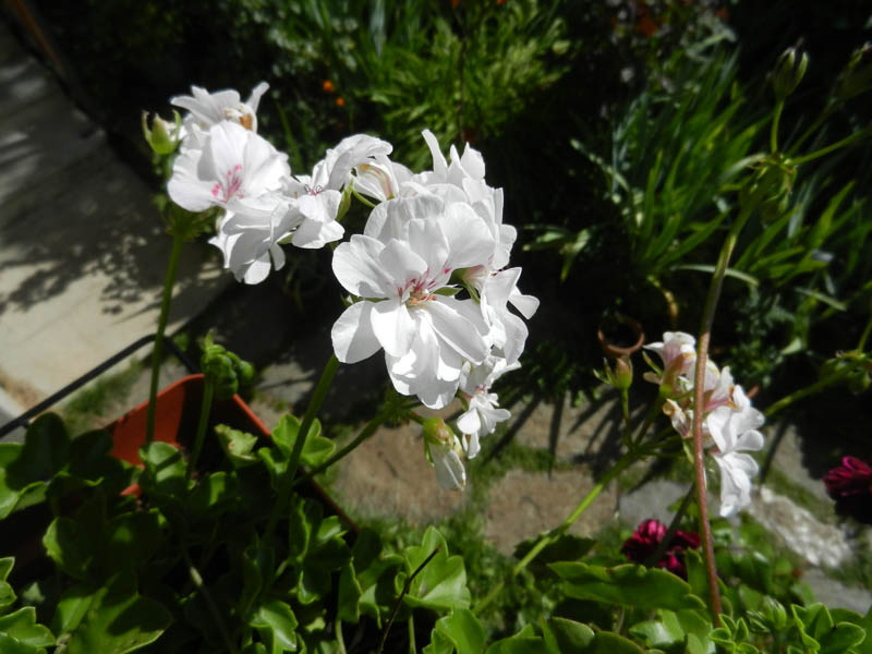 Les fleurs de mon balcon! 2019-172