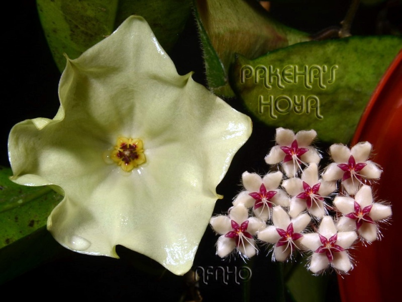 Hoya mappigera & Hoya sp. Sabah SDK41 Dsc_8613