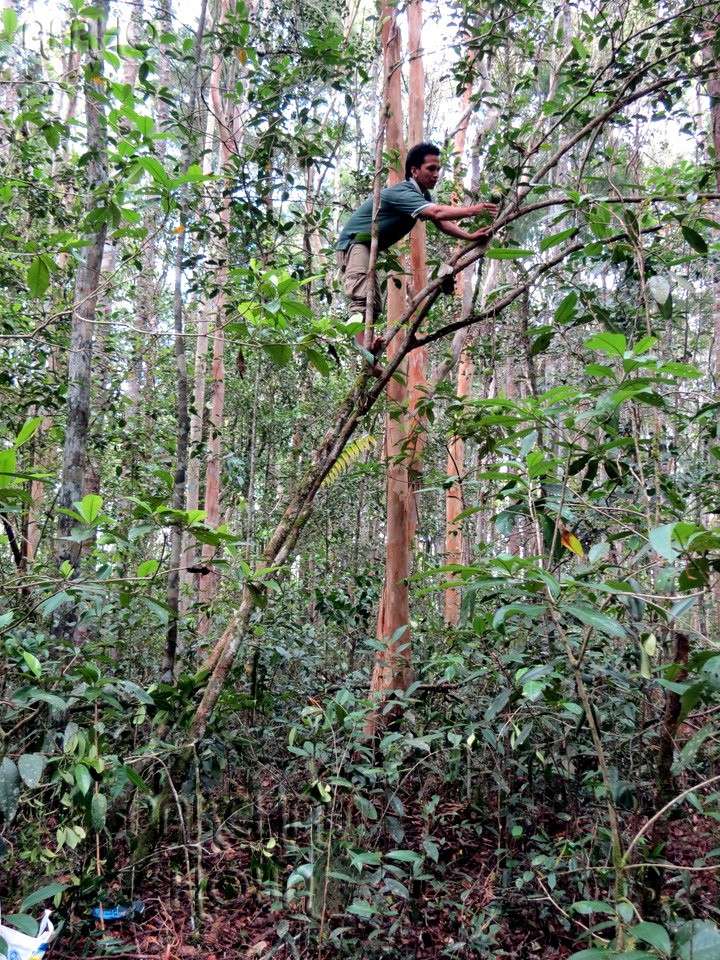 Borneo 2013 - Pagina 2 Img_6112