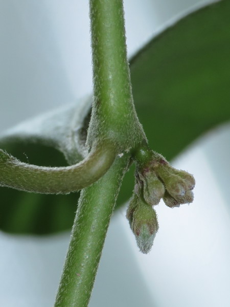 Hoya manipurensis Img_7510