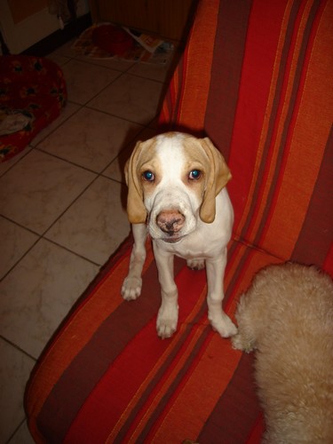 ROMEO, croisé beagle/épagneul mâle, 9 mois (94) Dsc01211