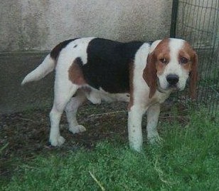 TOSCAN, beagle mâle, 7 ans (72) Fh000010