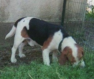 TOSCAN, beagle mâle, 7 ans (72) Fh000011