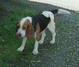TOSCAN, beagle mâle, 7 ans (72) Fh000012
