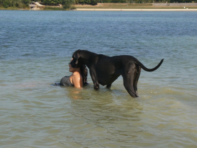 ce n'est pas un mastiff  mais un dogue allemand Hpim4658