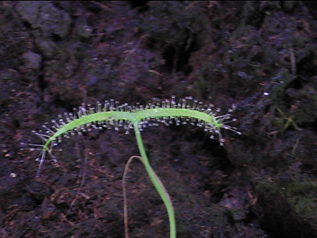 mes plantes Pic_0232