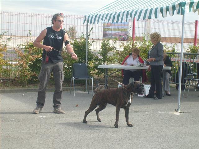 Exposition canine à Beauvais (19 et 20 septembre) Moi1310