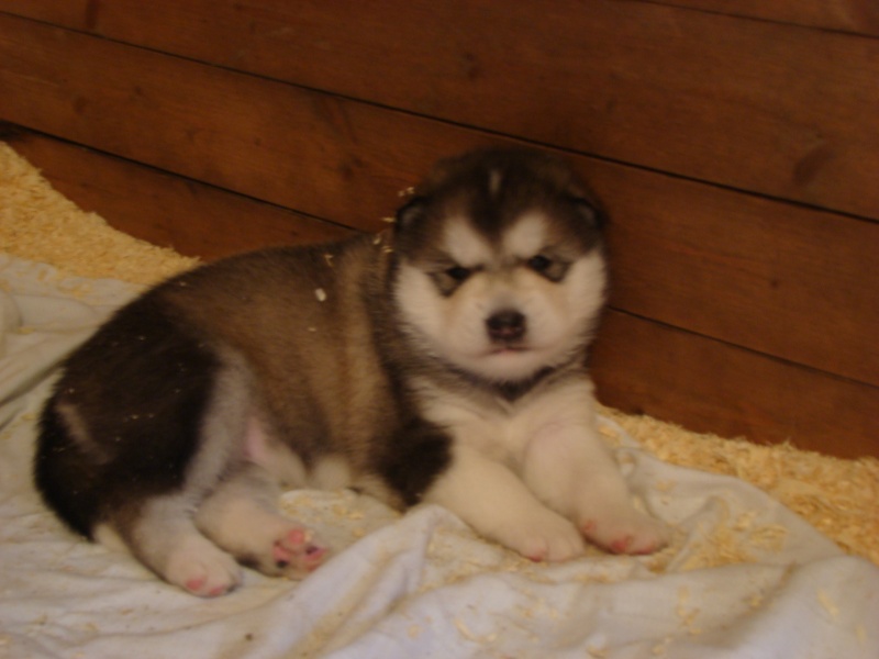 future portée alaskan malamute - Page 3 Chiots16