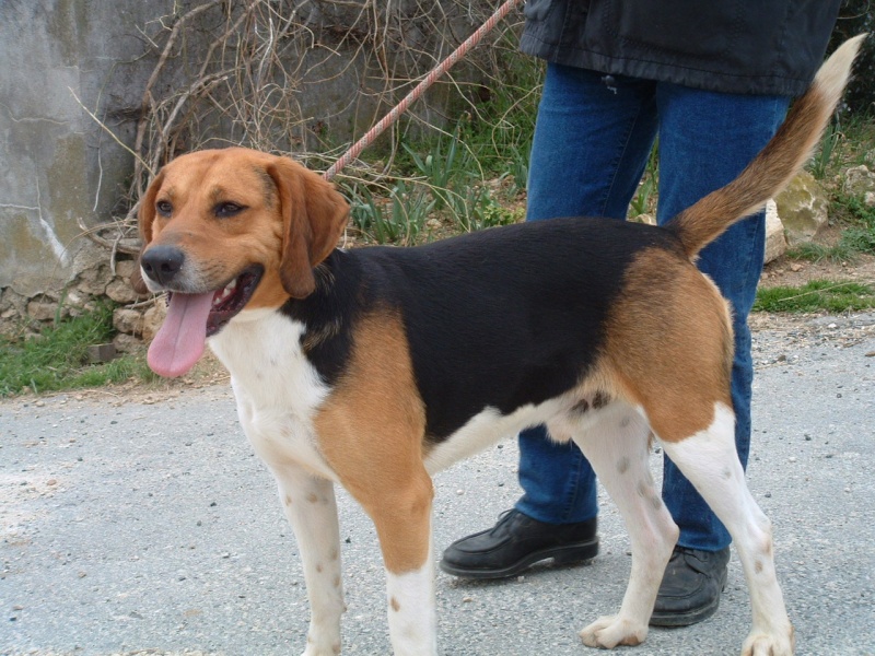 CHOUKA, beagle harrier, 9 ans (86) 592_f_10