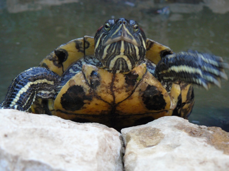 Mes tortues P1050920