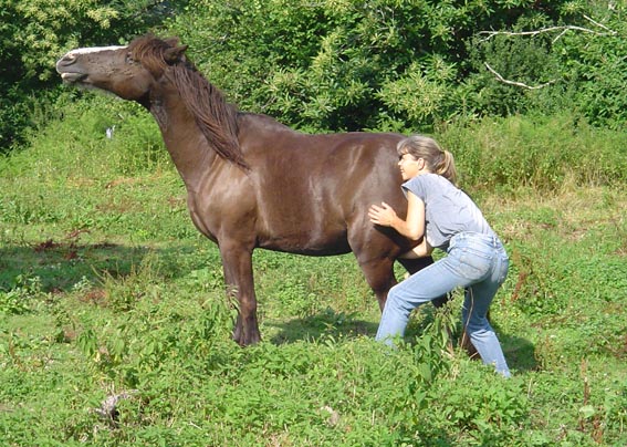 ARTHUR & AKIM - ONC poneys présumés nés en 1989 - adoptés en août 2009 par kalkita Akim_g10