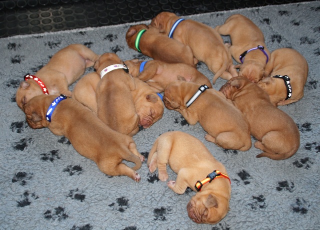 Naissance 20/09/2009 - Belgique - 12 chiots Iliite10