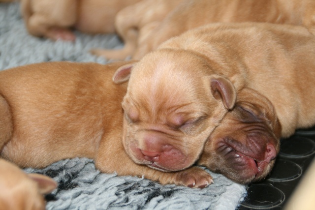 Naissance 20/09/2009 - Belgique - 12 chiots Jpup310