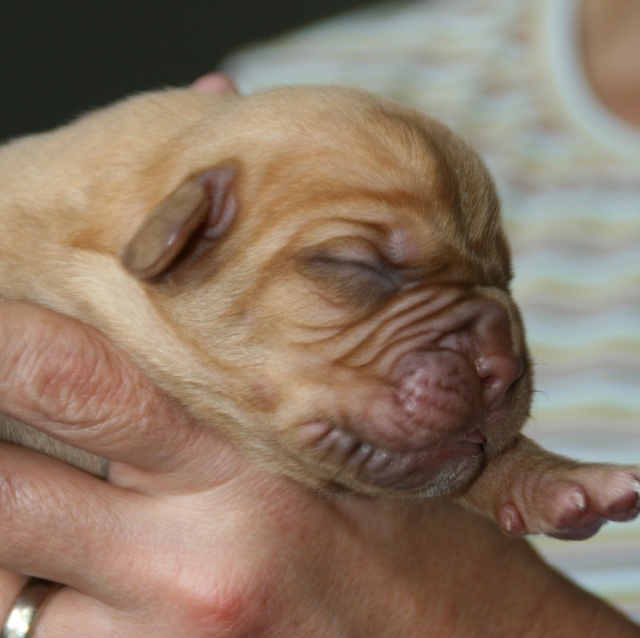 Naissance 20/09/2009 - Belgique - 12 chiots Jpup410