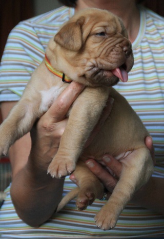 Naissance 20/09/2009 - Belgique - 12 chiots Pup20d14