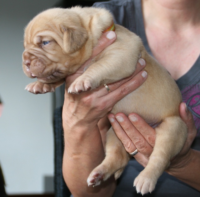 Naissance 20/09/2009 - Belgique - 12 chiots Teef_210