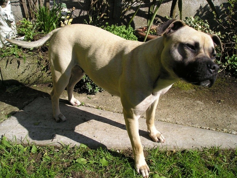 Beautiful Belle - 4 year old Bully Girl 44534711