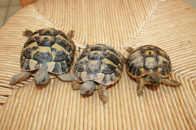 identification de mes tortues! Tortue12