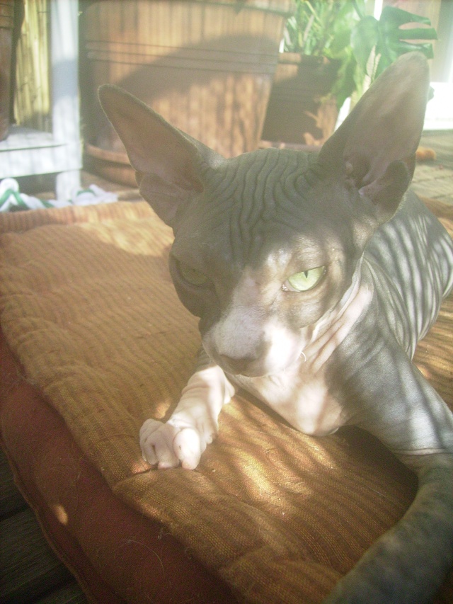 Souvenez vous....Sphynx - Page 4 248910