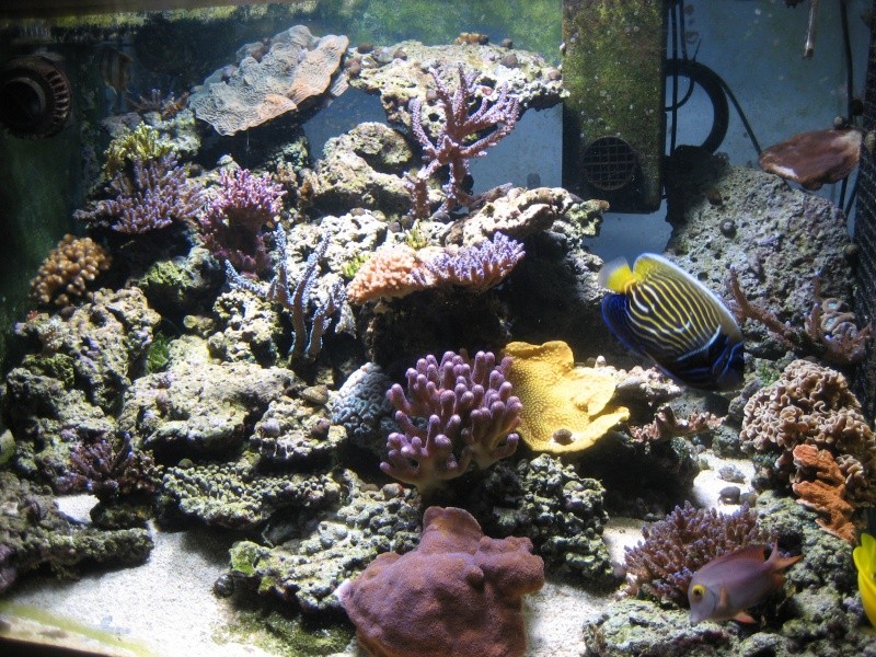 Le 500 litres de reef : Novembre 2012 : ça repart !! - Page 5 Img_3317