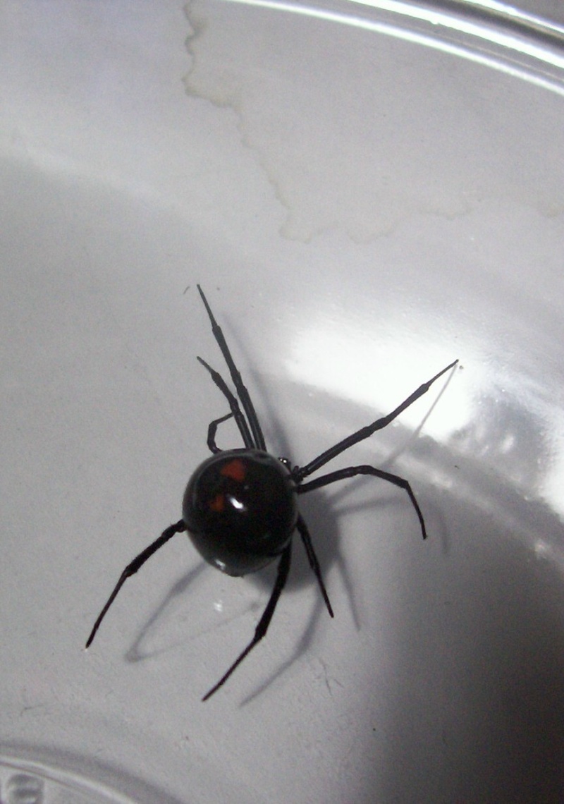 Latrodectus variolus 'dark' 100_2511