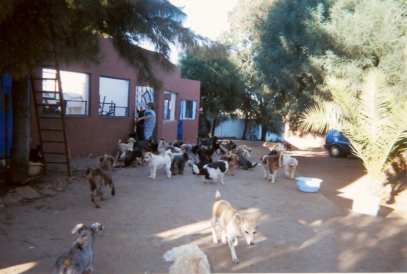 UMPA : Union Marocaine pour la Protection des Animaux Refuge15