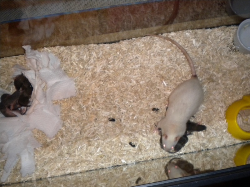 1 ratte siamois et ses 11 bb croisés sauvage Dscn0111