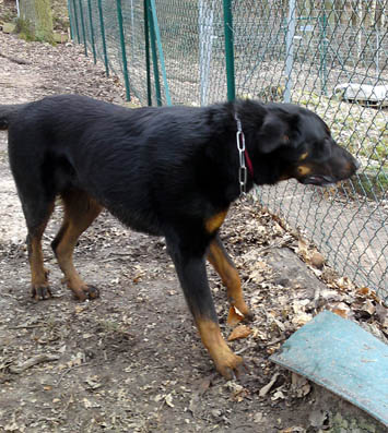 Drodba, jeune beauceron Drodba22