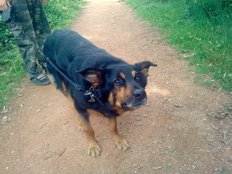 Black, x beauceron très joueur, 9 ans dont 1 de refuge Dsc02324