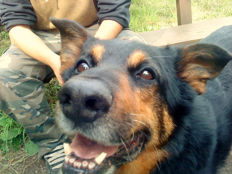 Black, x beauceron très joueur, 9 ans dont 1 de refuge Dsc02341