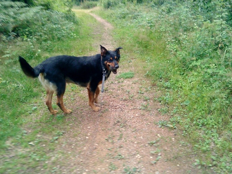 Black, x beauceron très joueur, 9 ans dont 1 de refuge Dsc02345