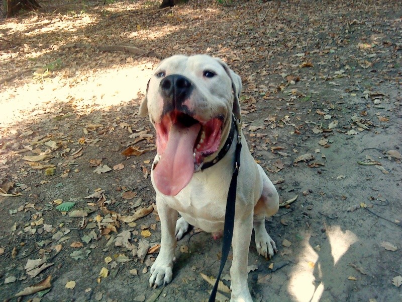 Rosko le dogue argentin - Page 2 Dsc03418