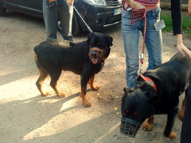 Rocky rottweiler né en 2001 Dsc03541