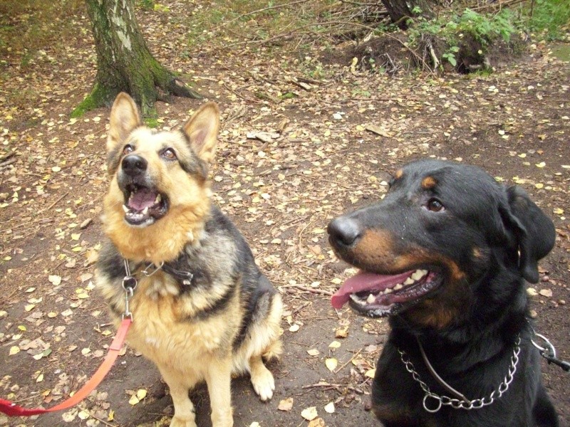 Bill - beau beauceron de 2 ans - Page 2 Dsci1814