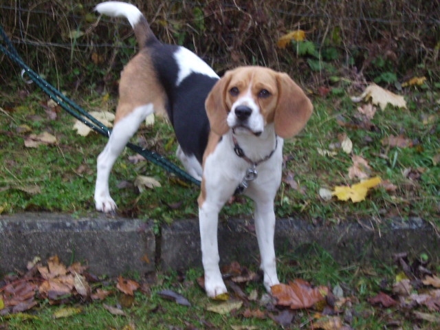 Luna beagle femelle 1an2mois I4007322