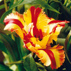 Fleurs en image - Page 4 Tulipe10